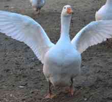 Бяла гъска: описание на породата, местообитанието и снимката