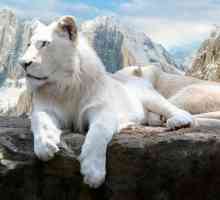 Бял лъв - легенда, която се превърна в реалност