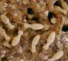 Бяла мравки в апартамента: как да се отървете и причините за външния вид