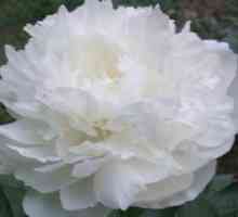 Бели божури - луксозни цветя в цветното ви легло