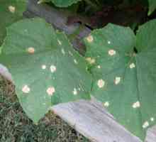 Бели петна по листата на краставиците: има ли причина за безпокойство?