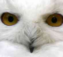 White Owls - редки и красиви хищници