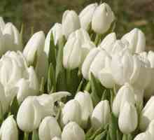 Бяла лалета - пролетни цветя във вашата градина
