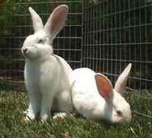 Бяли гиганти (зайци): описание на породата и развъждането