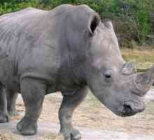Белият носорог: описание. Бял северен носорог на ръба на изчезването