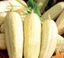 Бяла краставица: сортове, отглеждане
