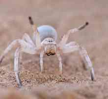 Бял паяк: Опасно ли е да се срещнем с него?