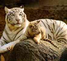 Бял тигър - животно, включено в Червената книга. Снимка и описание на белия тигър