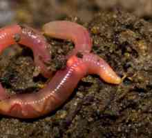 Бял земни червеи (обхождане): описание, размножаване и съхранение
