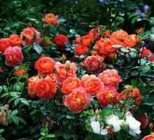Бенджамин Бритън (роза): описание, рецензии