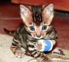 Бенгал котенца: какво да се хранят, характеристики на грижи и отзиви