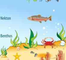 Бентос е ... Планктон, нектон, бентос