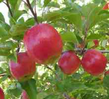 Berkutovskoe (ябълка) - правилният избор