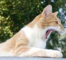 Бяс в котка: симптоми на болестта и необходимостта от превенция