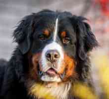 Лука при куче: как да се определят симптомите, причините и характеристиките на лечението