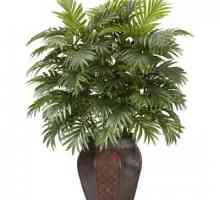 Белхел палми (снимка). Грижа и отглеждане в домашни условия