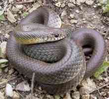 Не са ли безвредни змии без отрова?