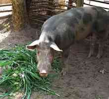 Биоаддитиви и стимуланти за растеж на свине: преглед, състав, характеристики на приложението и…