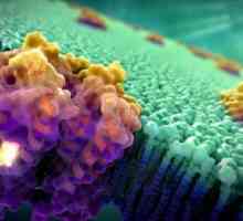 Биологичната роля на мембранните протеини