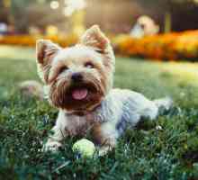 Биър Йорк и бобър йорк: сладки кучета придружители