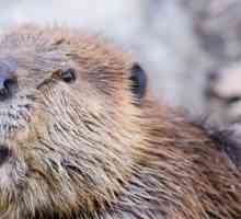 Beaver поток от това, което третира мъже и жени?