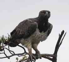 Битка орел: описание на външния вид, поведението и начина на живот на хищник