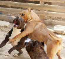 Кучета кучета борба: преглед и описание