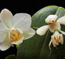 Mantis orchid - насекомо, което прилича на цвете