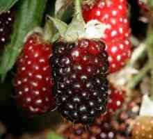 Boysenova berry: признаци на култивация и приложение
