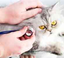Котка болест: как да се облекчи състоянието на животното?