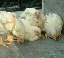 Болестите на пилетата са последици от неправилната им поддръжка