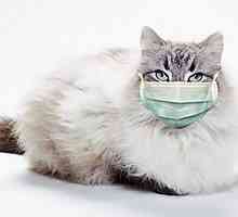Болести на домашни животни: калцивирус при котка