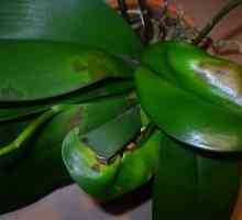 Болестта на Phalaenopsis е резултат от неправилна грижа