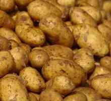 Болести и контрол на картофите. Картофи: болести и вредители