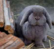 Заболявания на зайци: симптоми и тяхното лечение. Предотвратяване на заболявания при зайци
