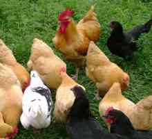 Болестите на кокошките носачки се нуждаят от внимание