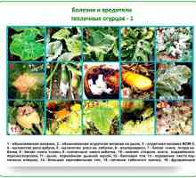 Краставични болести в оранжерията, фотография и лечение