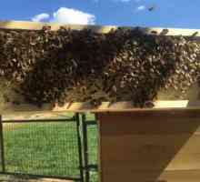 Болести на пчелите и тяхното лечение. Дезинфекция на кошерите