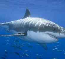 Голяма бяла акула - гръмотевичната буря на океаните