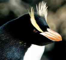 Големи кечисти пингвини: описание и снимка