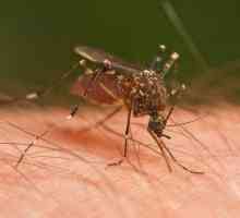 Големи комари: дали тези насекоми са опасни?