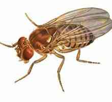 Борба с мухи: начини за убиване на насекоми