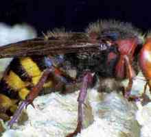Борба с насекоми: Как да се отървете от Sherens