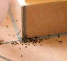 Боринова киселина от мравките в апартамента: рецепта. Как да се отървете от къща мравки в…