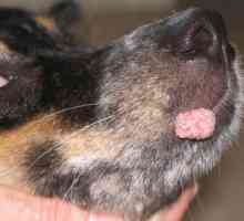 Брадавици при кучета: снимка, лечение
