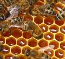 Бортничеството е ... Пчеларското пчеларство в древните славяни