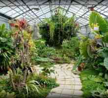 Ботаническата градина, Волгоград: адреси. Арбортум във Волгоград