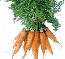 Растителен морков: полезни свойства на въздушната част на растението
