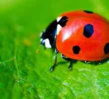 Ladybug на пластилин: начини на моделиране