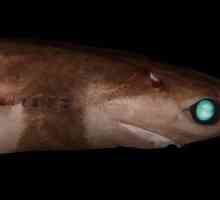 Бразилска акула акула: снимка, описание, размери, възпроизвеждане